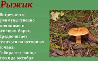 Как засолить рыжики и волнушки на зиму холодным и горячим способом
