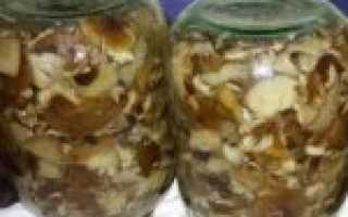 Самые вкусные маринованные опята на зиму, рецепты приготовления в банках