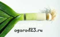 Лук порей – 7 способов приготовления
